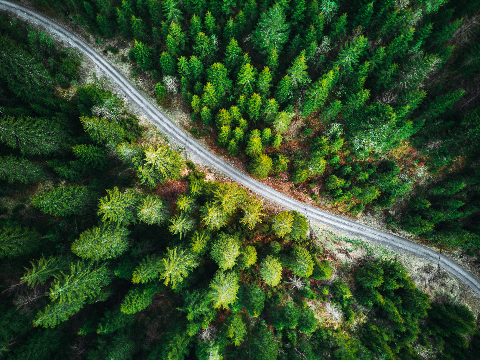 green forest in switzerland
